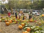 People in the pumpkin patch at TOWN & COUNTRY CAMP RESORT - thumbnail