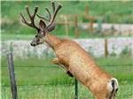 Deer at OUTDOORSY BAYFIELD - thumbnail