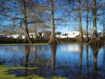 View of RVs through trees from the lake at Bayou Wilderness RV Campground - thumbnail