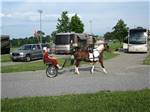 An Amish woman riding behind a horse in a buggy at SCENIC HILLS RV PARK - thumbnail
