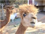 A close up of a llama at YOSEMITE PINES RV RESORT AND FAMILY LODGING - thumbnail