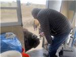 A man feeding a bison at TERRY BISON RANCH RV PARK - thumbnail