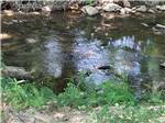 Natural creek on property at Auburn RV Park and Resort Pools - thumbnail