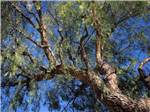 Towering pepper tree under blue sky at WALNUT RV PARK - thumbnail