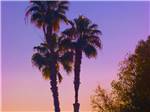 Palm trees against a purple sky at WALNUT RV PARK - thumbnail