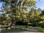 Trees at the park - thumbnail