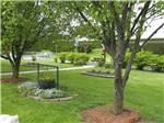 View larger image of One of the grassy areas at COTTONWOODS RV PARK image #7