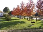 A line of trees in fall at COTTONWOODS RV PARK - thumbnail