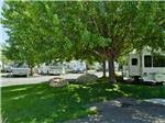 View larger image of The trees near the RV sites at VICTORIAN RV PARK image #1
