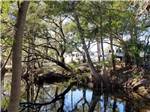View larger image of A group of trees by the water at IMPERIAL BONITA ESTATES RV RESORT image #10
