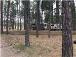 A bunch of trees around RV sites at FORT WELIKIT FAMILY CAMPGROUND - thumbnail
