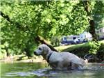 A dog walks into the water at CREEKSIDE RV PARK - thumbnail
