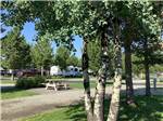 View larger image of A tree and bench next to the RV site at YELLOWSTONE GRIZZLY RV PARK image #10