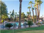 Golf hole in front of a palm tree at Oasis Las Vegas RV Resort - thumbnail