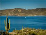 Cactus by the water - thumbnail
