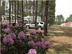 View larger image of Pink flowers alongside of wooded RV sites at PINE LAKE RV RESORT image #2