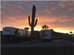 View larger image of A cactus in the park at sunset at DESERT GOLD RV RESORT image #11