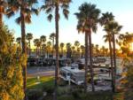 Parked RVs and palm trees at GOLDEN SHORE RV RESORT - thumbnail
