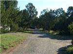 Gravel trail leads to campsites between firs at TURQUOISE TRAIL CAMPGROUND & RV PARK - thumbnail