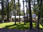 Trees around a tent at HAPPY JACK LODGE & RV RESORT - thumbnail