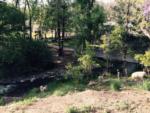 A bridge crossing the creek at Bonito Hollow RV Park & Campground - thumbnail