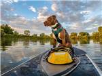 A dog on the front of a kayak at HTR TX HILL COUNTRY - thumbnail