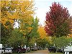 View larger image of Trees in fall next to RV sites at HAGERMAN RV VILLAGE image #1