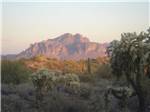 A tall mountain range looms over a desert landscape with cacti at SUNRISE RV RESORT - thumbnail