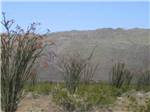 View larger image of Plants in the desert at LEAPIN LIZARD RV RANCH image #10