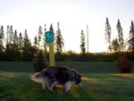 Fluffy dog on a walk at HO-CHUNK RV RESORT & CAMPGROUND - thumbnail