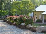 View larger image of Dozens of bright pink and red roses along gravel road at COZY ACRES CAMPGROUNDRV PARK image #6