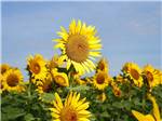Sunflowers - thumbnail