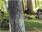 View larger image of Black bear looking for snacks at TOWN MOUNTAIN TRAVEL PARK image #11