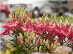 A bush with beautiful colorful flowers at COLUMBIA FALLS RV PARK - thumbnail
