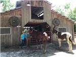 A couple with two horses at COUNTRY OAKS RV PARK & CAMPGROUND - thumbnail