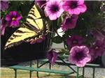 Butterfly perched on flowers at BELLINGHAM RV PARK - thumbnail