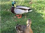 Ducks enjoying their best lives at BELLINGHAM RV PARK - thumbnail