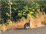 A wild rabbit scoping out the situation at BELLINGHAM RV PARK - thumbnail