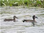 Ducks wading in the water at CITY OF CANTON MISSISSIPPI PARK - thumbnail