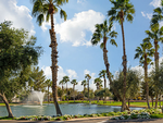 Palm trees at Palm Creek Golf & RV Resort - thumbnail