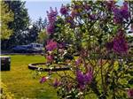 View larger image of Spectacular purple flowers at ELMA RV PARK image #10