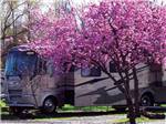 View larger image of Class A next to flowering tree at ELMA RV PARK image #11