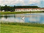 View larger image of A crane flying in the lake at COUSHATTA LUXURY RV RESORT AT RED SHOES PARK image #9
