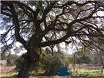 A chair swing on the tree at WHISPERING OAKS RV PARK - thumbnail
