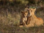 Mother lion and her cub at RISING RIVER RV RESORT & RIVER HOUSE - thumbnail
