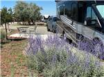View larger image of A lavender bush next to a RV site at SANTA FE SKIES RV PARK image #5