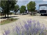 View larger image of Gravel RV sites with a lavender bush at SANTA FE SKIES RV PARK image #11