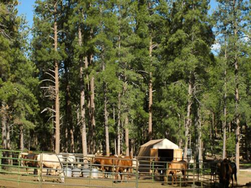 Horses in a corral