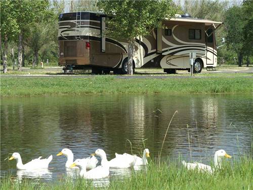 Ducks swimming in pond near RV at BLUE SKY I-35 RV PARK