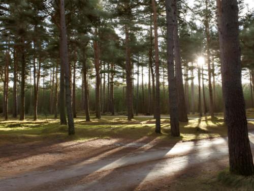 Trees at Brookwood RV Resort
